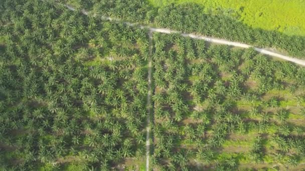 マレーシアのボルネオ島サラワク州のパーム油不動産 — ストック動画