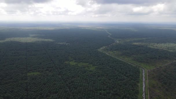 Palm Oil Estates Sarawak Borneo Sziget Malajzia — Stock videók