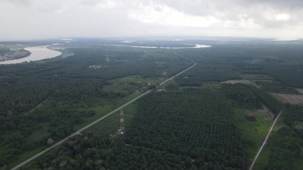 Palm Oil Estates Sarawak Borneo Sziget Malajzia — Stock videók