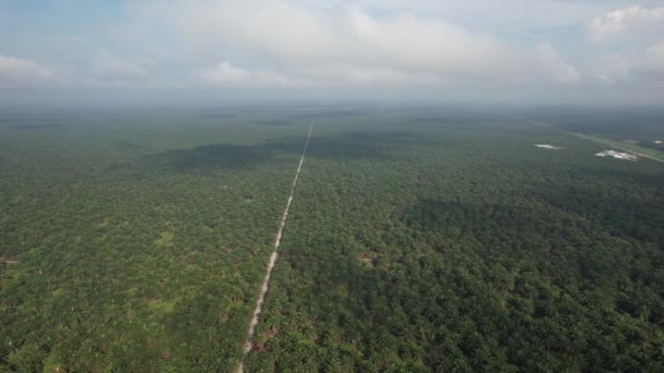 Propriedades Óleo Palma Sarawak Ilha Borneo Malásia — Vídeo de Stock