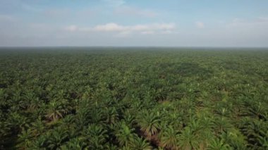 Sarawak 'taki Palm Oil Konutları, Borneo Adası, Malezya