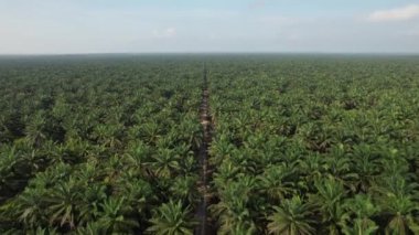 Sarawak 'taki Palm Oil Konutları, Borneo Adası, Malezya