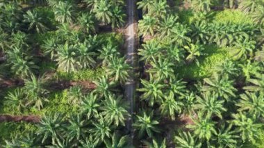 Sarawak 'taki Palm Oil Konutları, Borneo Adası, Malezya