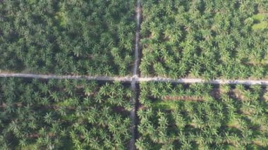 Sarawak 'taki Palm Oil Konutları, Borneo Adası, Malezya