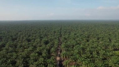 Sarawak 'taki Palm Oil Konutları, Borneo Adası, Malezya