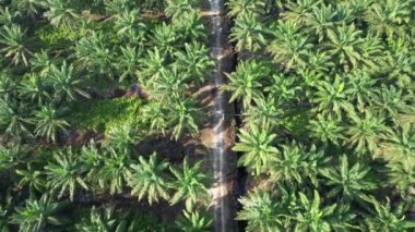 Sarawak 'taki Palm Oil Konutları, Borneo Adası, Malezya