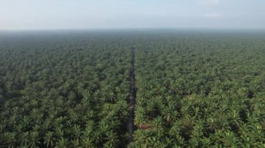 Sarawak 'taki Palm Oil Konutları, Borneo Adası, Malezya