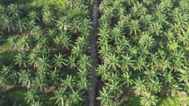 Sarawak 'taki Palm Oil Konutları, Borneo Adası, Malezya