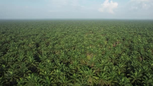 Palm Oil Estates Sarawak Borneo Island Μαλαισία — Αρχείο Βίντεο