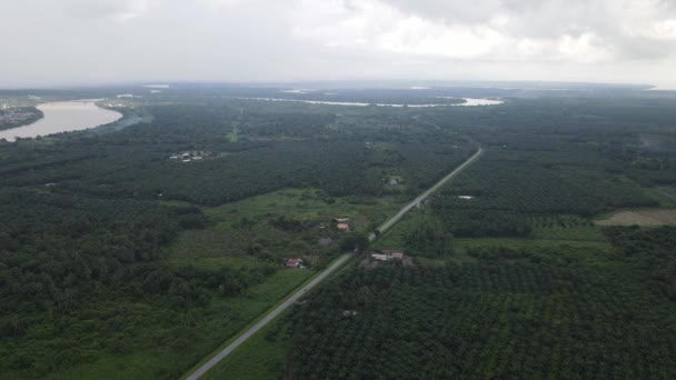 Palm Oil Estates Sarawak Isla Borneo Malasia — Vídeo de stock