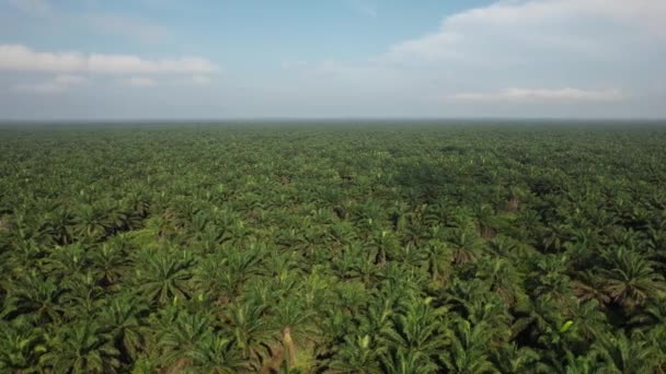 Sarawak Taki Palm Oil Konutları Borneo Adası Malezya — Stok video