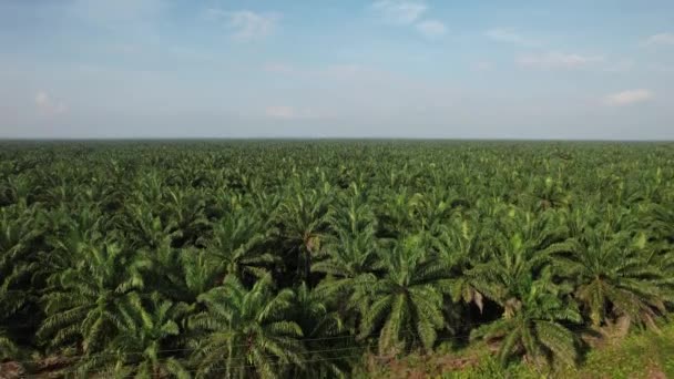 Sarawak Taki Palm Oil Konutları Borneo Adası Malezya — Stok video