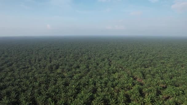 Proprietà Dell Olio Palma Sarawak Nell Isola Del Borneo Malesia — Video Stock