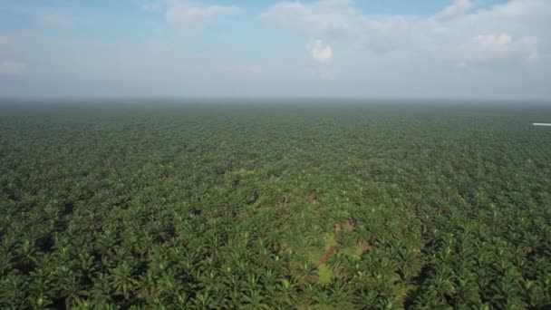 Palm Oil Estates Sarawak Isla Borneo Malasia — Vídeos de Stock