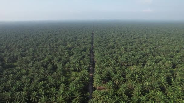 Palm Oil Estates Sarawak Borneo Sziget Malajzia — Stock videók