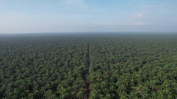 Proprietà Dell Olio Palma Sarawak Nell Isola Del Borneo Malesia — Video Stock