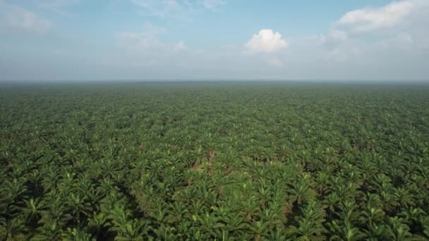 Les Successions Huile Palme Sarawak Île Bornéo Malaisie — Video