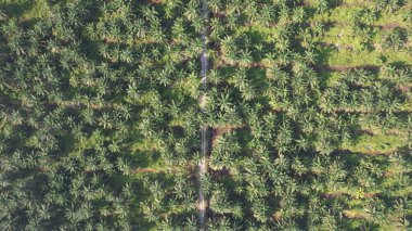 Sarawak 'taki Palm Oil Konutları, Borneo Adası, Malezya