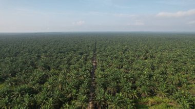 Sarawak 'taki Palm Oil Konutları, Borneo Adası, Malezya
