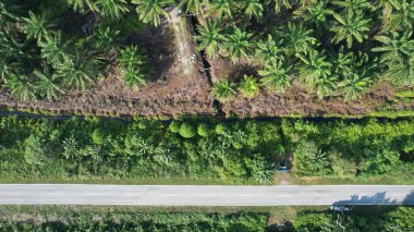 Sarawak 'taki Palm Oil Konutları, Borneo Adası, Malezya