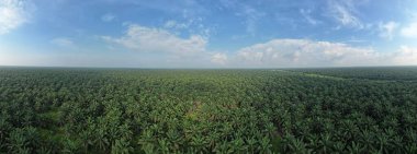 Sarawak 'taki Palm Oil Konutları, Borneo Adası, Malezya