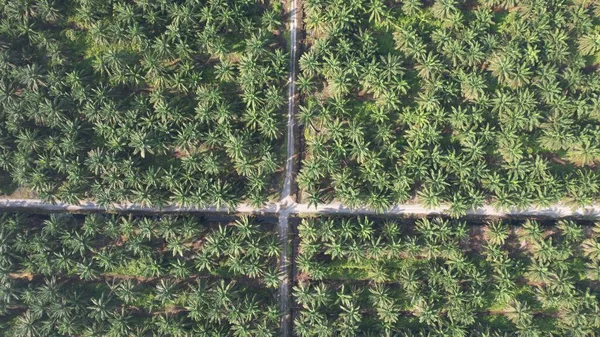 Palm Oil Estates Sarawak Het Eiland Borneo Maleisië — Stockfoto