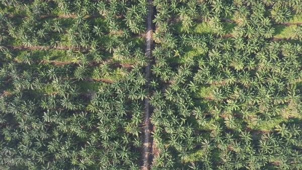 Palm Oil Estates Sarawak Het Eiland Borneo Maleisië — Stockfoto
