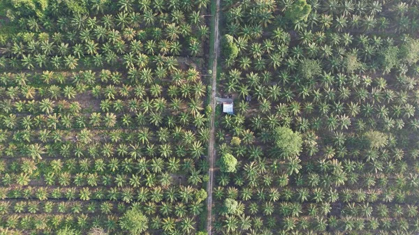 Palm Oil Estates Sarawak Borneo Island Malaysia — Stock Photo, Image