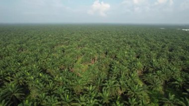 Sarawak 'taki Palm Oil Konutları, Borneo Adası, Malezya