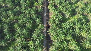 Sarawak 'taki Palm Oil Konutları, Borneo Adası, Malezya