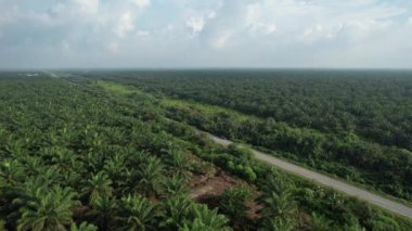 Sarawak 'taki Palm Oil Konutları, Borneo Adası, Malezya