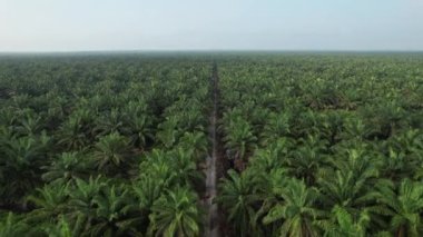 Sarawak 'taki Palm Oil Konutları, Borneo Adası, Malezya