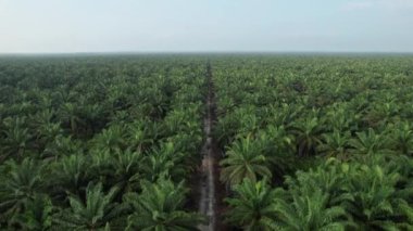 Sarawak 'taki Palm Oil Konutları, Borneo Adası, Malezya