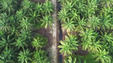 Sarawak 'taki Palm Oil Konutları, Borneo Adası, Malezya