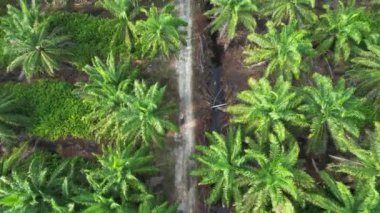 Sarawak 'taki Palm Oil Konutları, Borneo Adası, Malezya