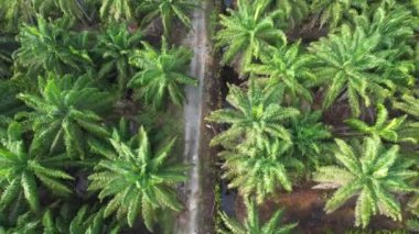 Sarawak 'taki Palm Oil Konutları, Borneo Adası, Malezya