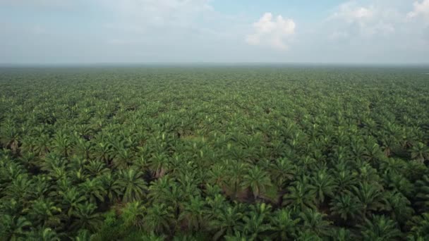 Palm Oil Estates Sarawak Borneo Island Malaysia — 비디오