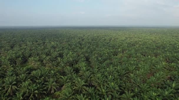 Die Palmölplantagen Von Sarawak Der Insel Borneo Malaysia — Stockvideo