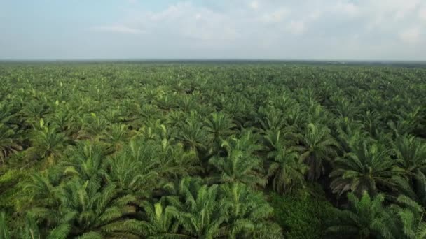 Die Palmölplantagen Von Sarawak Der Insel Borneo Malaysia — Stockvideo