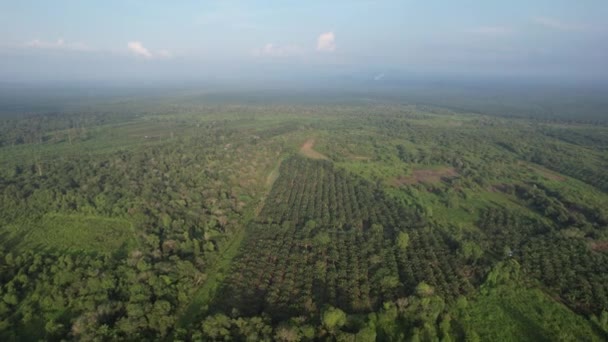 Sarawak Taki Palm Oil Konutları Borneo Adası Malezya — Stok video