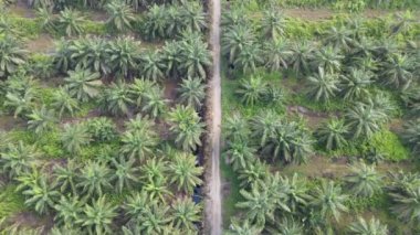 Kuching, Malezya - 1 Ağustos 2022: Geleneksel Kuching Festivali Sokak Fuarı