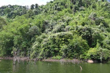 Milford Ses ve Kuşkulu Ses 'in Dağları ve Fiyortları, Yeni Zelanda. Bengoh Vadisi, Sarawak.