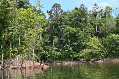 Milford Ses ve Kuşkulu Ses 'in Dağları ve Fiyortları, Yeni Zelanda. Bengoh Vadisi, Sarawak.