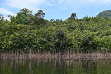 Milford Ses ve Kuşkulu Ses 'in Dağları ve Fiyortları, Yeni Zelanda. Bengoh Vadisi, Sarawak.