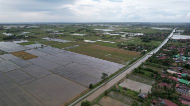 Kedah, Malezya 'nın Paddy Pirinç Tarlaları