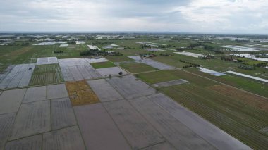 Kedah, Malezya 'nın Paddy Pirinç Tarlaları
