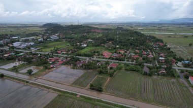Kedah, Malezya 'nın Paddy Pirinç Tarlaları