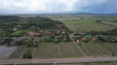 Kedah, Malezya 'nın Paddy Pirinç Tarlaları