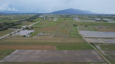 Kedah, Malezya 'nın Paddy Pirinç Tarlaları