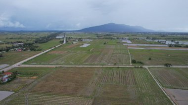Kedah, Malezya 'nın Paddy Pirinç Tarlaları
